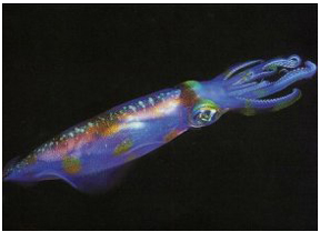 calamari_ripeni.jpg