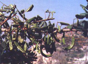 celatonia_siliqua.jpg
