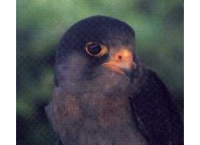 falco_pellegrino.jpg