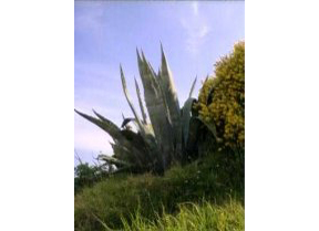 flora.jpg