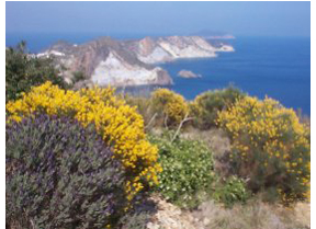 ginestra.jpg
