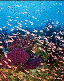 unterwasser2011bis.jpg